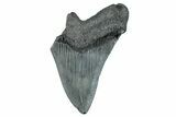 Partial Fossil Megalodon Tooth - South Carolina #277380-1
